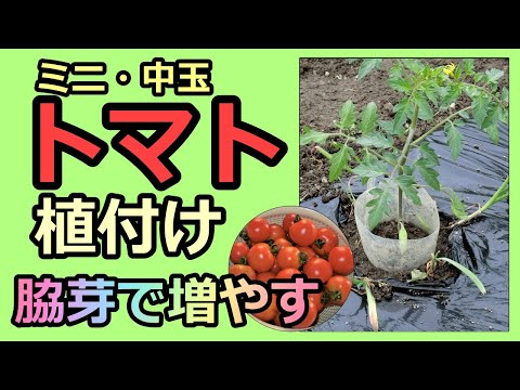 【トマト  ニラと密着植え＆挿し木用脇芽の選び方 】ミニと中玉トマト 家庭菜園29年目 無農薬有機栽培 半自給自足