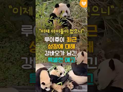 "이제 아이들이 컸으니"루이후이 최근 성장에 대해 강바오가 남긴 특별한 예고 #강바오 #루이후이 #바오패밀리