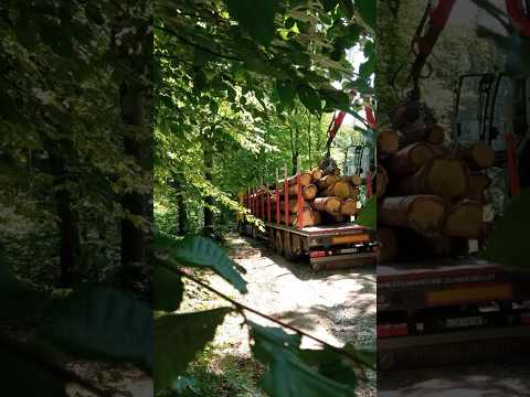 Loading #sawmill #woodbusiness #loading #logistics #transport #wood #truck #truckdriver #forest #oak