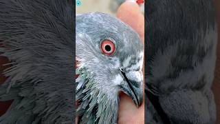 How to Identify Original Highflyer Pigeon Eyes || #shorts #youtubeshorts #pigeoneyes #pigeonshorts