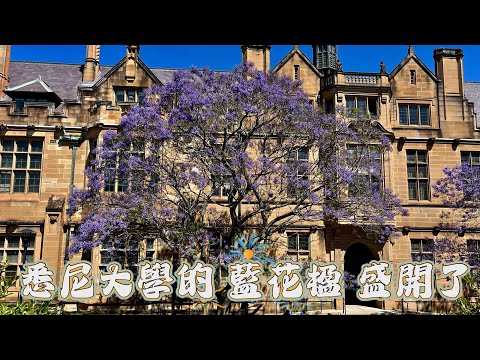 澳洲悉尼盛開的 藍花楹（悉尼大學 & Circular Quay), Superrobertliu