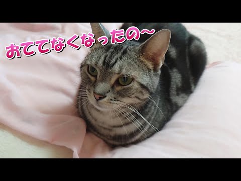 猫がかわいいときー！（アメリカンショートヘア）