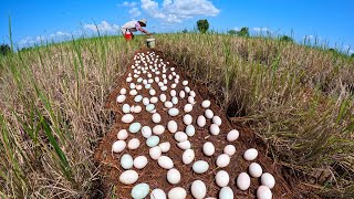 wow best videos - collection many duck eggs on the straw at field by hand a farmer