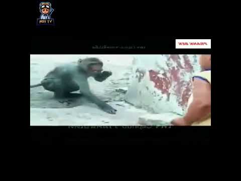 Funny animals videos 2020