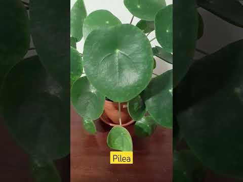 #houseplants #pilea #pileapeperomioides