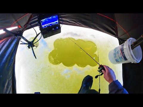 SIGHT FISHING Aggressive Rainbow TROUT!!  Early Ice Fishing!!