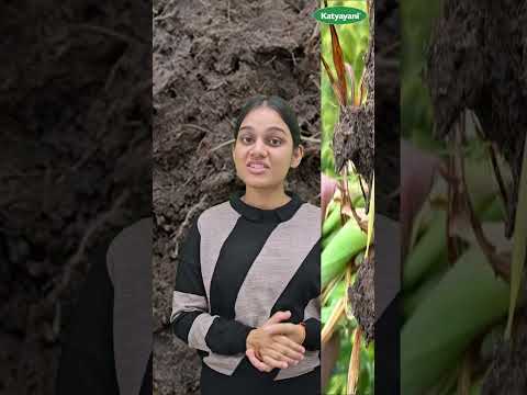 किसानों के लिए चेतवानी | मिट्टी कीट का खतरा | Soil Pest Management in Rabi Crops | कारण, लक्षण, उपाय