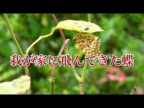 我が家の庭に飛んできた蝶たち