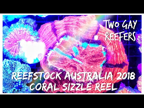 ReefStock Australia 2018 - Coral Sizzle Reel