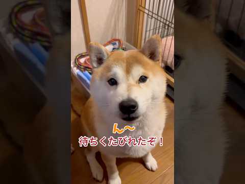 早く芋欲しい‼️爆音でお返事する菊次郎くん　#柴犬 #犬　#かわいい犬 #おもしろ #犬のいる暮らし