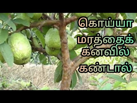 கொய்யா மரத்தைக் கனவில் கண்டால் | guava tree in dream | dream interpretation in tamil |#kanavupalan