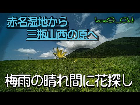 【梅雨の晴れ間に花探し SIGMA fpL】赤名湿地から三瓶山西の原へ