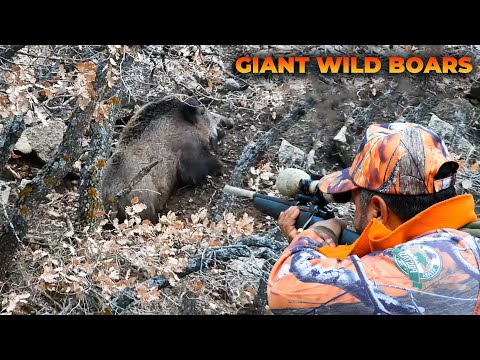 MONSTER WILD BOAR HUNTS - DEVASA AZILI DOMUZ AVI - CHASSE AU SANGLIER GÉANT