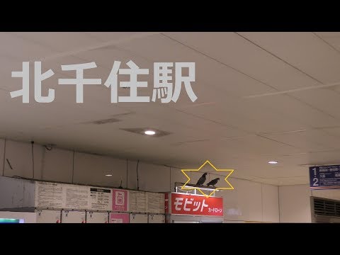 北千住駅に住むハト 東武＆東京メトロ