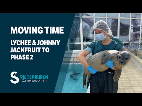 Johnny Jackfruit and Kuromame (Lychee) move to Phase 2