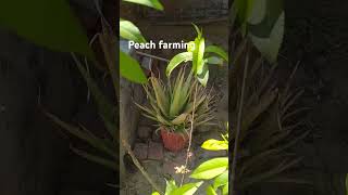 Peach farming#farming #agriculture #farmlife#agricultural#agriculturelife