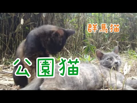 みんないい子ばかりなでなでできるEveryone is a good kid and you can pet them.【群馬県】【秋2024】【猫スポット】