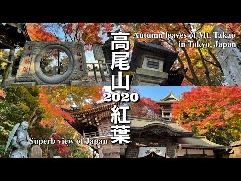 【紅葉vlog】東京唯一かつ初の日本遺産、高尾山の秋色が綺麗すぎました。