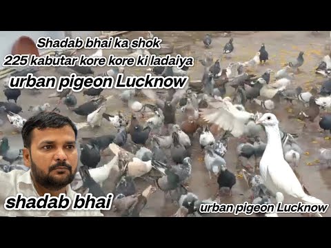 shadab bhai ka shok 225 kabutar kore ki ladaiya urban pigeon