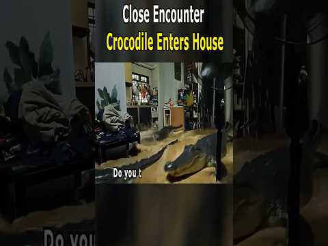 Close Encounter Crocodile Enters House