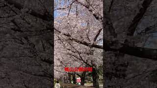 城山公園の桜【桶川市】