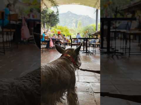 Es dogfriendly el restaurante con la mejor vista de Tepoztlán. El Ciruelo. #shorts