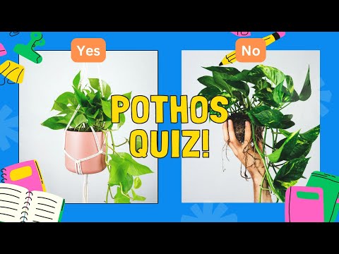 Think You Know Pothos? Take the Quiz!