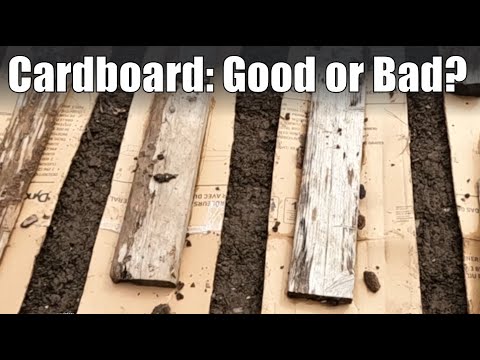 Is Cardboard Mulch A Bad Idea?