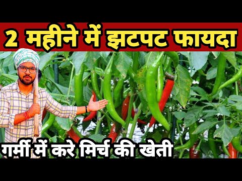 green chilli farming in india | मिर्च की खेती कैसे करें | mirchi ki kheti