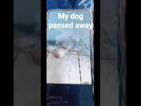 My dog passed away.