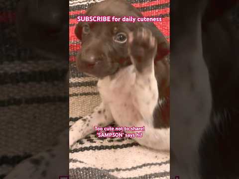 SAMPSON the Great!  #puppy #love #germanshorthairedpointer #christmas #doglover #cute #dog #waves