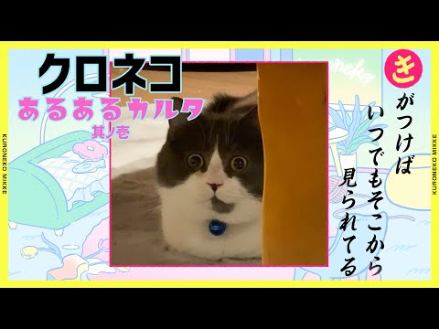 クロネコあるあるカルタ ～其ノ壱～#猫 #ねこ #猫動画 #あるある #クロネコヤマト #クロネコみっけ #ヤマト運輸