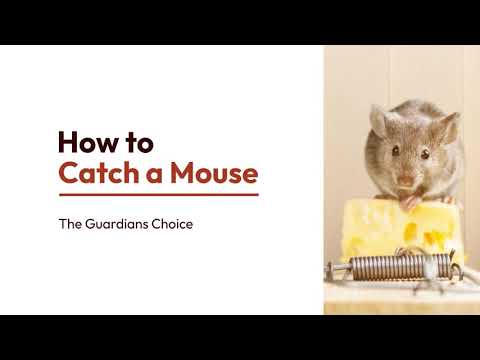 A Simple Way to Catch a Mouse | How to Catch a Mouse | The Guardian's Choice