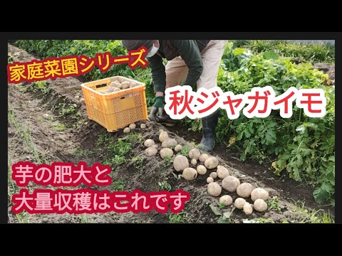 【秋ジャガイモ大収穫】栽培途中の芽欠きの時、これを追肥したら大きな芋が大量に出来た【家庭菜園シリーズ】