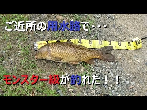 (多摩川+用水路)×パンぷか＝爆釣ｗ