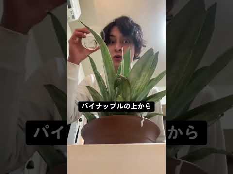 パイナップルの育て方🍍観葉植物にオススメ✨ | そらベジ🥝ガーデンハック