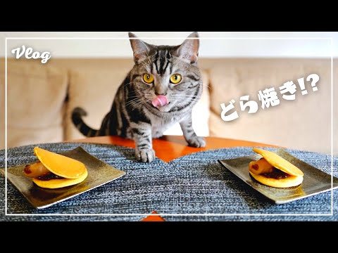 妻と作ったどら焼きを前に思わず舌が出ちゃった猫【猫とおうちごはん】