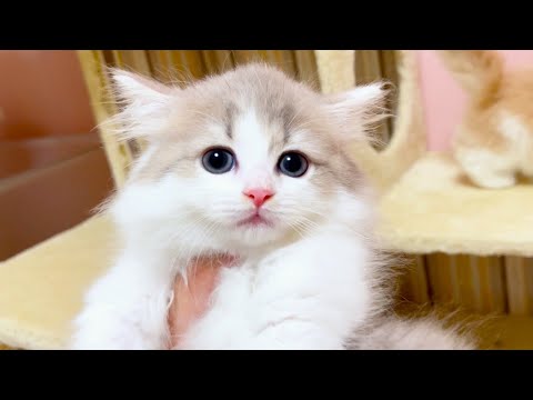 【マンチカンの子猫】もうすぐお別れの子猫ちゃん達と遊ぼうな件 ～猫のいる生活Vol.1042～出産動画 マンチカン短足・ミヌエット・ペルシャ猫専門ブリーダー『ペット蔵人』【子猫の成長記録】