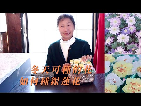 【園藝】冬天可種的兩種花｜如何種銀蓮花｜蛇頭花枝條泡水裡居然生根了