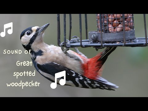 👉 S5 Great spotted woodpecker (  Dendrocopos major ) | Ciocănitoare mare