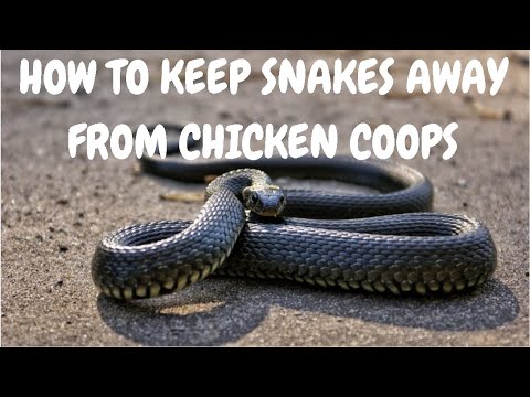 How To Keep Snakes Away From Chicken Coop