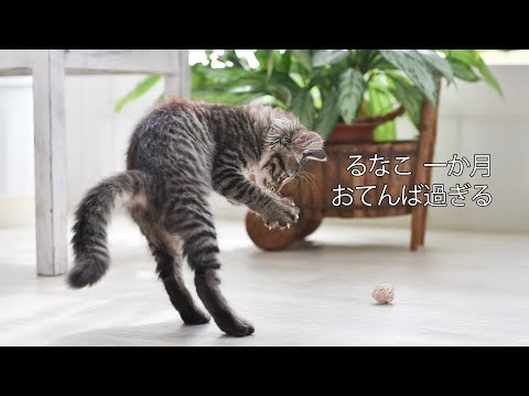 【猫】山で拾った猫　るなこ成長記録  一か月