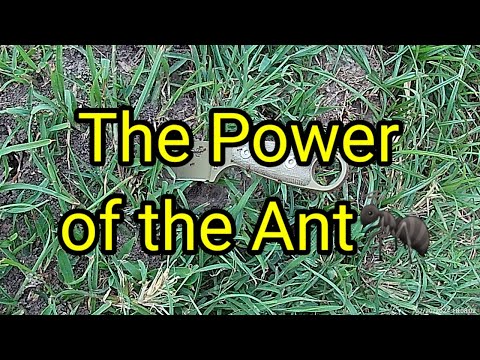 (1533) The Power of the Ant 🐜🔪 #eseeizula