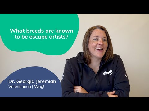 What dog breeds are known to be escape artists? | Lost Pet Prevention with Dr. Georgia