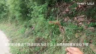 大山里采集山货摘核桃挖柴胡惬意的山村生活第一吃到满是汁水的梨