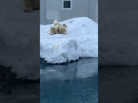 冬の円山動物園⑨#仲良し夫婦#北海道札幌市#円山動物園#アニマル動画#ZOO#shorts