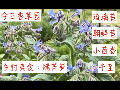 香草园现在的样子（4月10日）：琉璃苣、朝鲜苣、小茴香、牛至。烤刚摘的芦笋。小花呼噜呼噜……