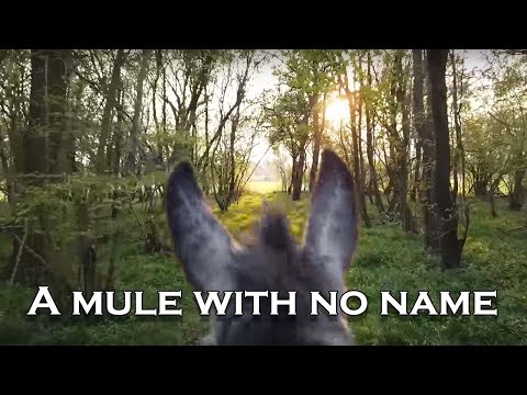 I Built An Offroad Mule and We Went ASMR Offroading in the Woodland!