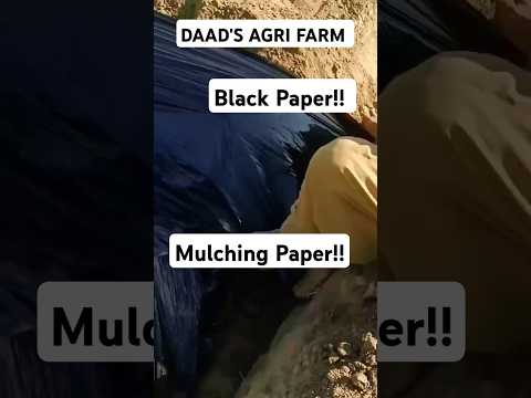 Mulching Paper!! || DAAD'S AGRI FARM || #farming #villagefields #agriculture #farmer #music