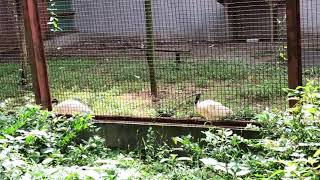 トキの森公園　トキ動画　さよ旅　sayotabi Sayo旅